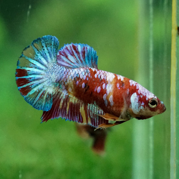 Pack of 2 Multicolored/Galaxy Koi Plakat - Female