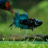 Black Base Galaxy Koi Halfmoon (Avatar) - 14 weeks old