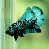 Black Koi Galaxy Plakat (Avatar) -10 weeks Old