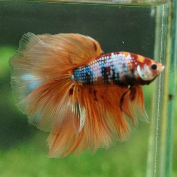 Galaxy/Candy Koi Halfmoon - 13 weeks old