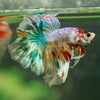 Galaxy/Candy Koi Halfmoon - 14 weeks old