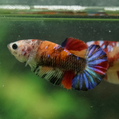 Multicolor/ Galaxy Koi Plakat- Female- 13 Weeks Old