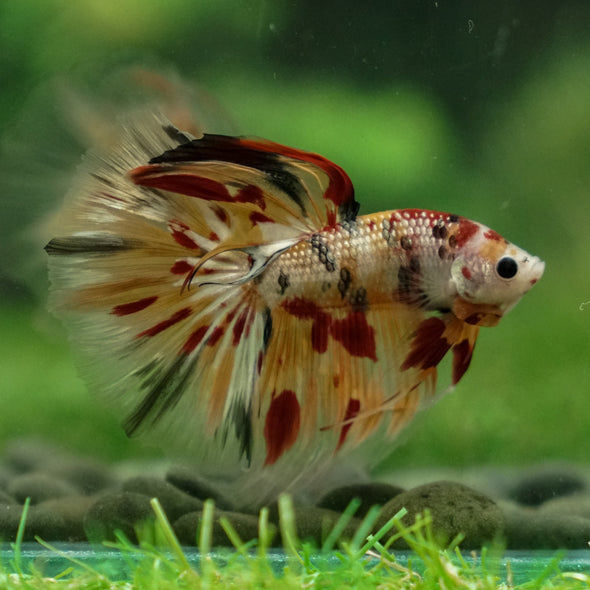 Galaxy Koi Halfmoon - 13 weeks old