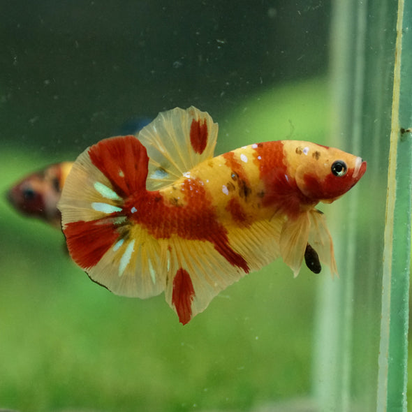 Multicolor/Galaxy Koi Plakat -13 weeks Old