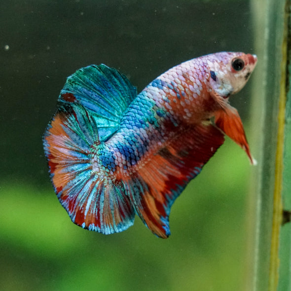 Multicolor/Galaxy Koi Plakat -16 weeks Old