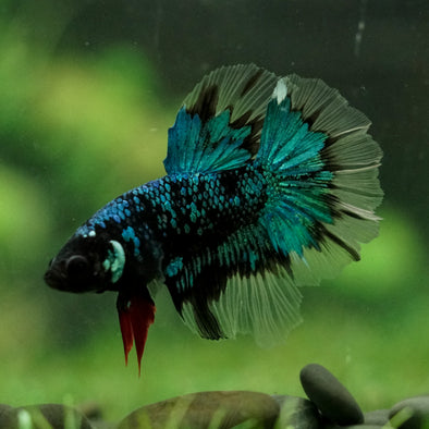 Black Base Galaxy Koi Halfmoon (Avatar) - 14 weeks old