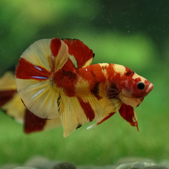 Multicolor/Galaxy Koi Plakat -13 weeks Old