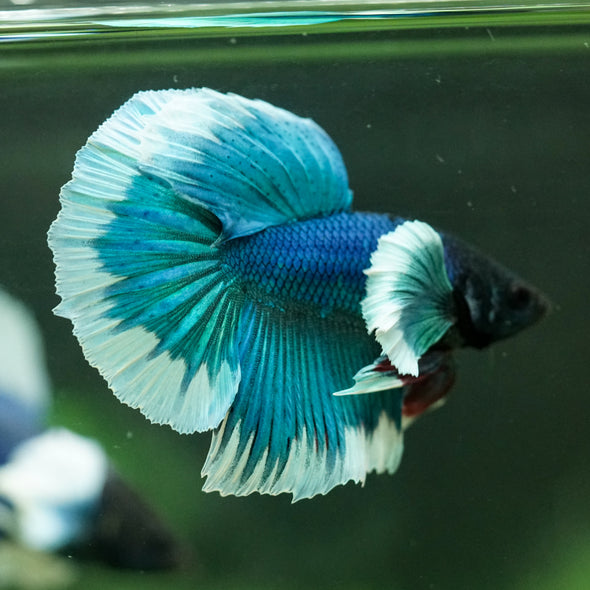 Dumbo Halfmoon - 12 weeks old