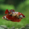 Multicolor/ Galaxy Koi Plakat- Female- 13 Weeks Old