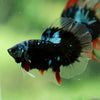 Black Base Galaxy/Candy Koi Halfmoon - 14 weeks Old