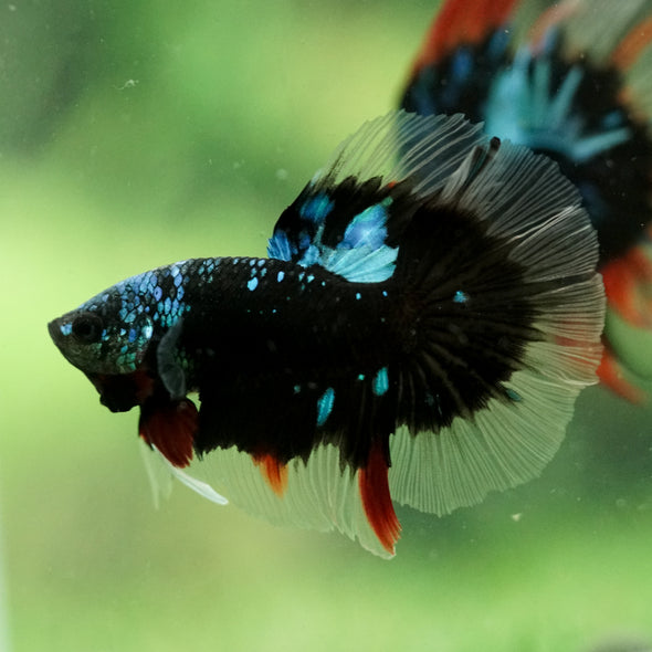 Black Base Galaxy/Candy Koi Halfmoon - 14 weeks Old