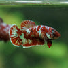 Multicolor/ Galaxy Koi Plakat - Female- 13 Weeks Old