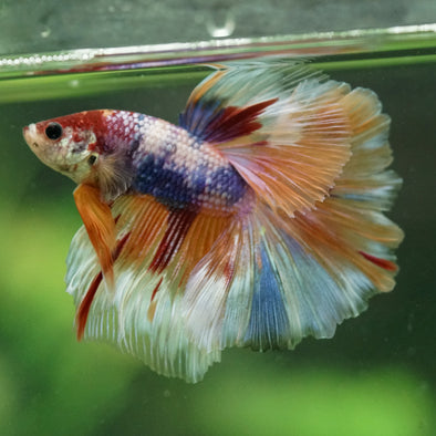Galaxy/Candy Koi Halfmoon - 14 weeks old
