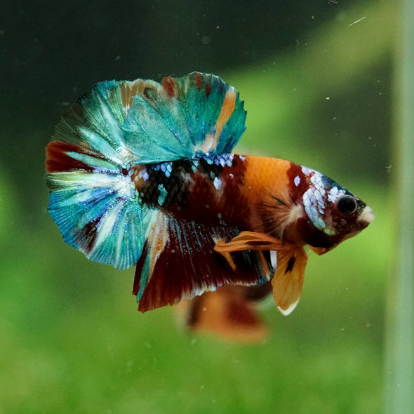 Multicolor/Galaxy Koi Plakat -16 weeks Old