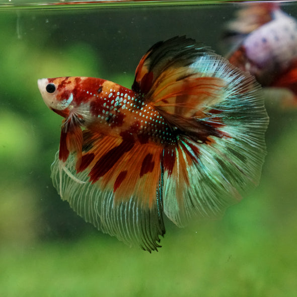 Galaxy/Candy Koi Halfmoon - 13 weeks old