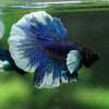 Dumbo Halfmoon - 12 weeks old
