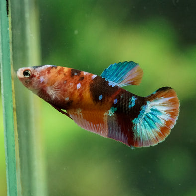 Multicolor/ Galaxy Koi Plakat- Female- 13 Weeks Old