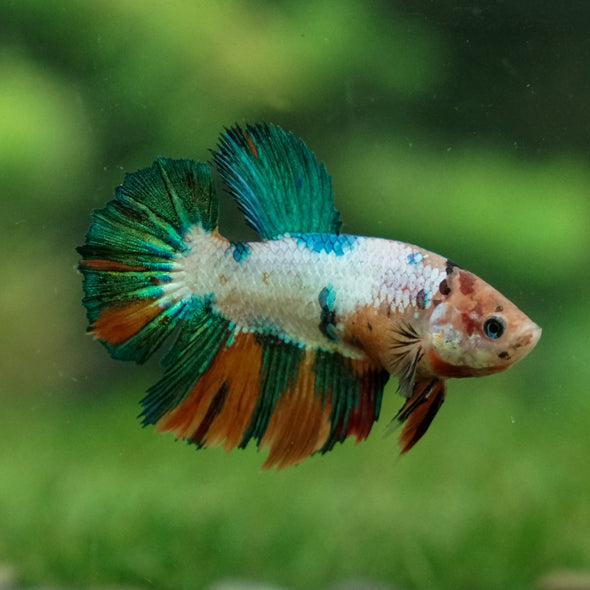 Multicolor/ Galaxy Koi Halfmoon- Female- 13 Weeks Old