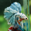 Galaxy/Candy Koi Halfmoon - 14 weeks old
