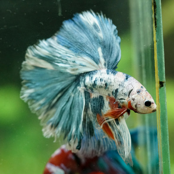 Galaxy/Candy Koi Halfmoon - 14 weeks old