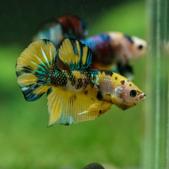 Multicolor/Galaxy Koi Plakat -16 weeks Old