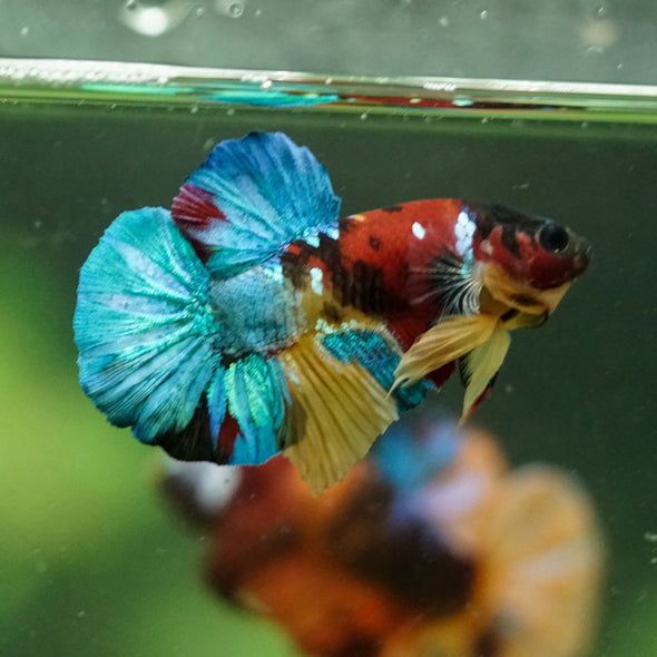 Multicolor/Galaxy Koi Plakat -16 weeks Old