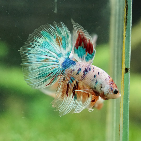 Galaxy/Candy Koi Halfmoon - 14 weeks old