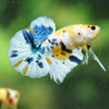 Multicolor/Galaxy Koi Plakat -16 weeks Old
