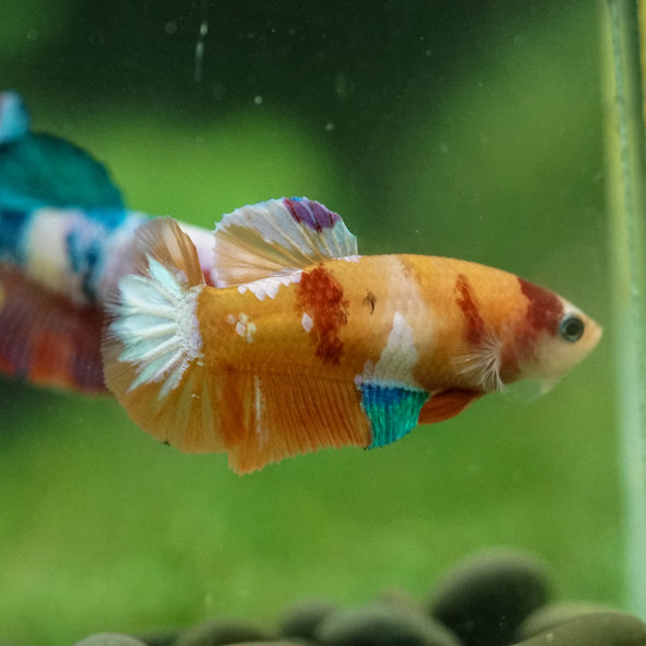 Multicolor/ Galaxy Koi Plakat- Female- 13 Weeks Old