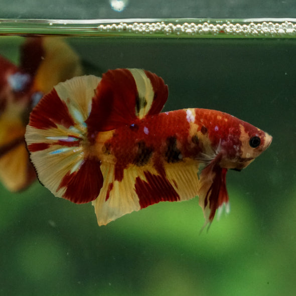 Multicolor/Galaxy Koi Plakat -13 weeks Old