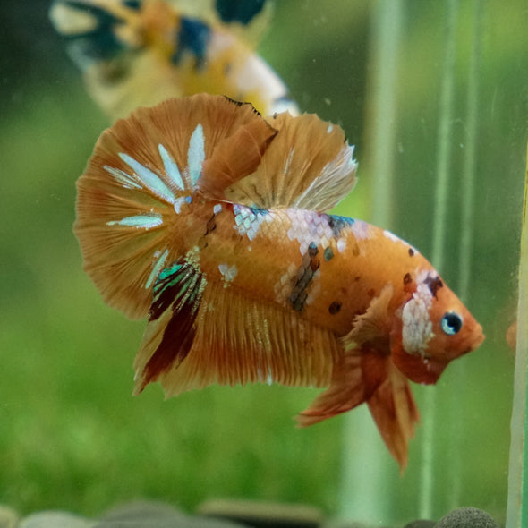 Multicolor/Galaxy Koi Plakat -13 weeks Old