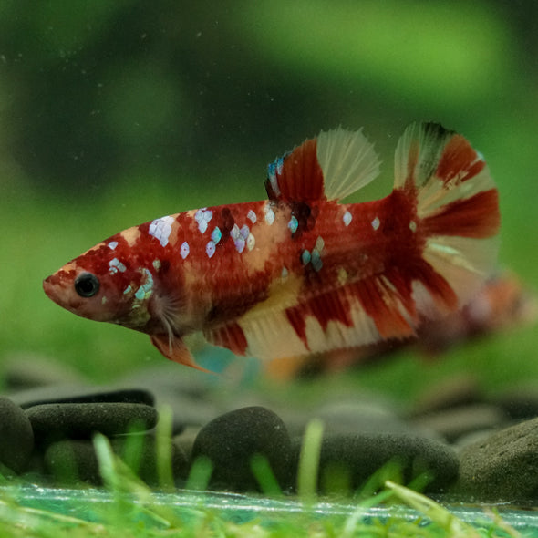 Multicolor/ Galaxy Koi Plakat- Female- 13 Weeks Old
