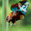 Multicolor/Galaxy Koi Plakat -16 weeks Old