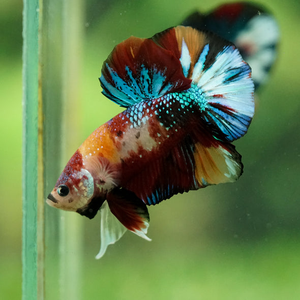 Multicolor/Galaxy Koi Plakat -16 weeks Old