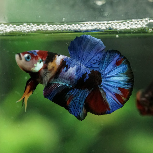 Multicolor/Galaxy Koi Plakat -16 weeks Old