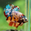 Multicolor/Galaxy Koi Plakat -16 weeks Old