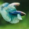 Dumbo Halfmoon - 10 weeks old