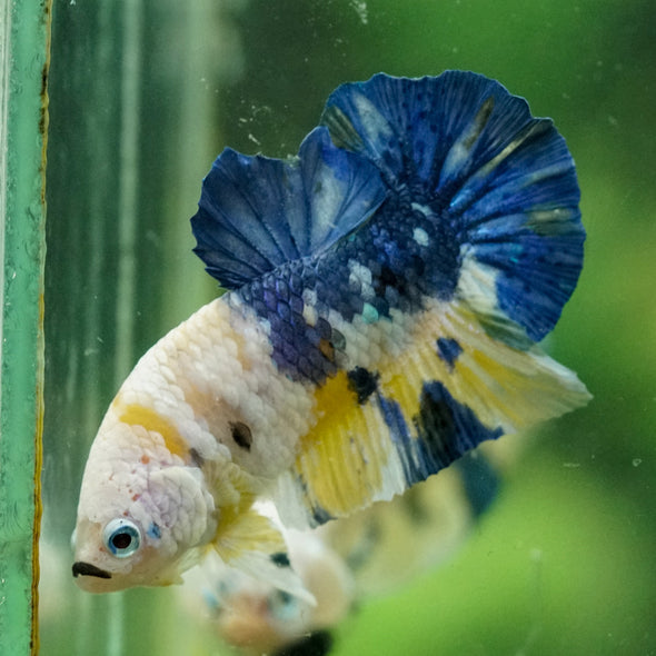 Multicolor/Galaxy Koi Plakat -14 weeks Old