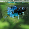 Black Base Galaxy Koi Halfmoon (Avatar) - 14 weeks old