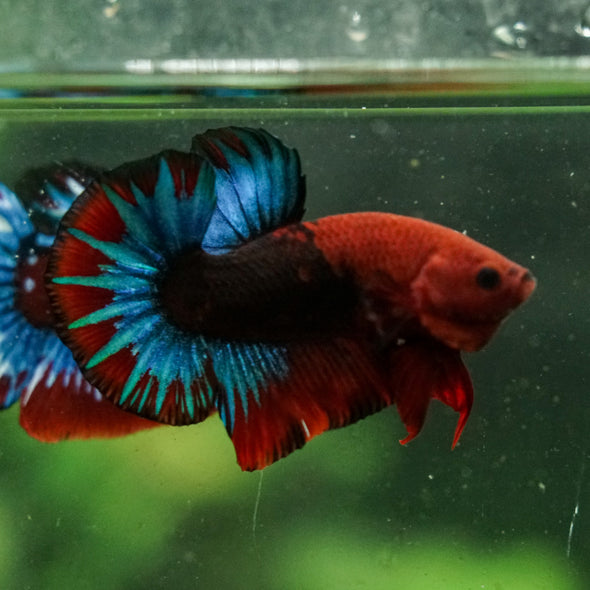 Red Fancy (Hell Boy) Plakat -13 weeks Old