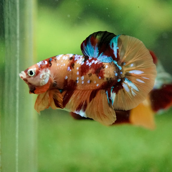 Multicolor/Galaxy Koi Plakat -16 weeks Old