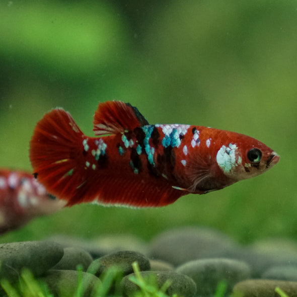 Multicolor/ Galaxy Koi Plakat- Female- 13 Weeks Old