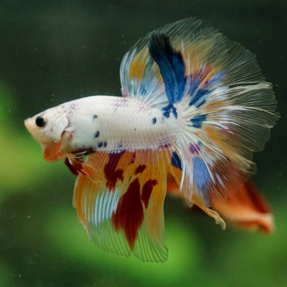 Galaxy/Candy Koi Halfmoon - 14 weeks old