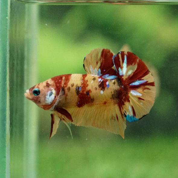 Multicolor/Galaxy Koi Plakat -13 weeks Old