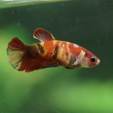 Multicolor/ Galaxy Koi Plakat- Female- 13 Weeks Old