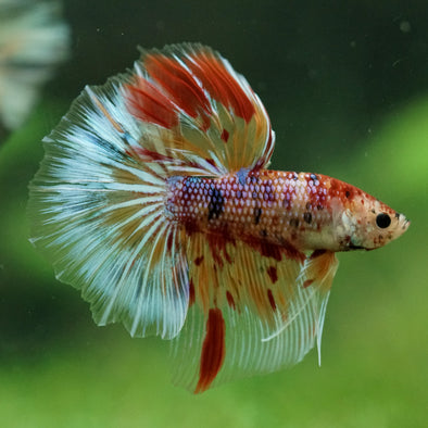 Galaxy/Candy Koi Halfmoon - 11 weeks old