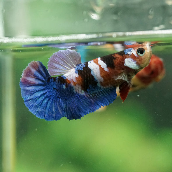 Multicolor/ Galaxy Koi Plakat- Female- 13 Weeks Old
