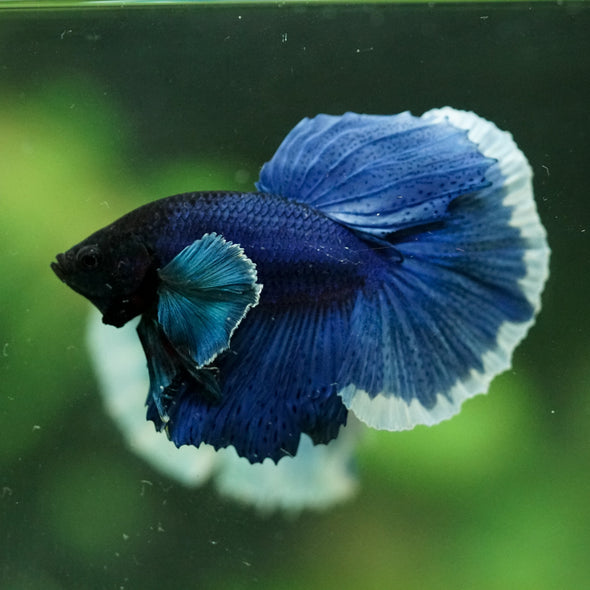 Dumbo Halfmoon - 10 weeks old