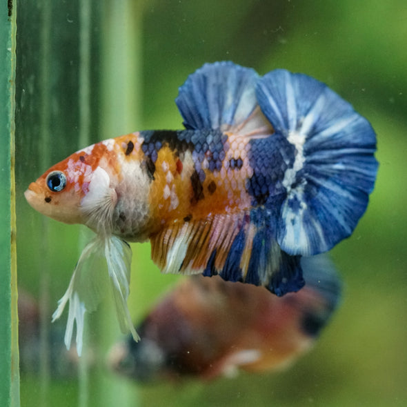 Multicolor/Galaxy Koi Plakat -16 weeks Old