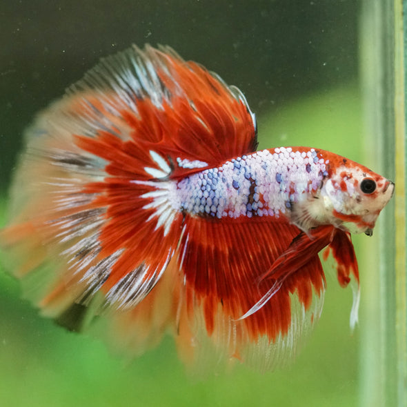 Galaxy/Candy Koi Halfmoon - 14 weeks old